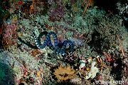 Laticauda colubrina-Kaledupa Island Kalesupa1-32m-20180530-Denis-ADER-DSC_2231_tn